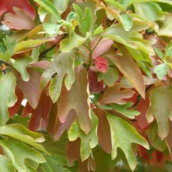 Sassafras albidum